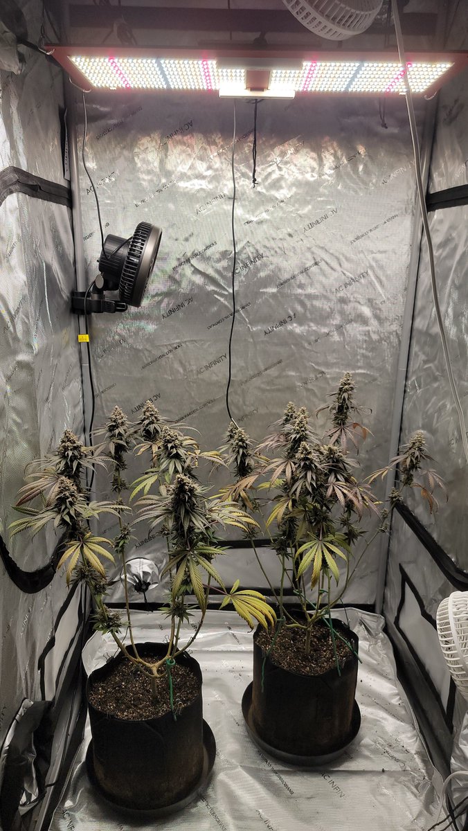 AlienFogMachine's tweet image. End of week 9 
#triploid #skywalker #homegrown #growyourown #organiccannabis #aci #hlg