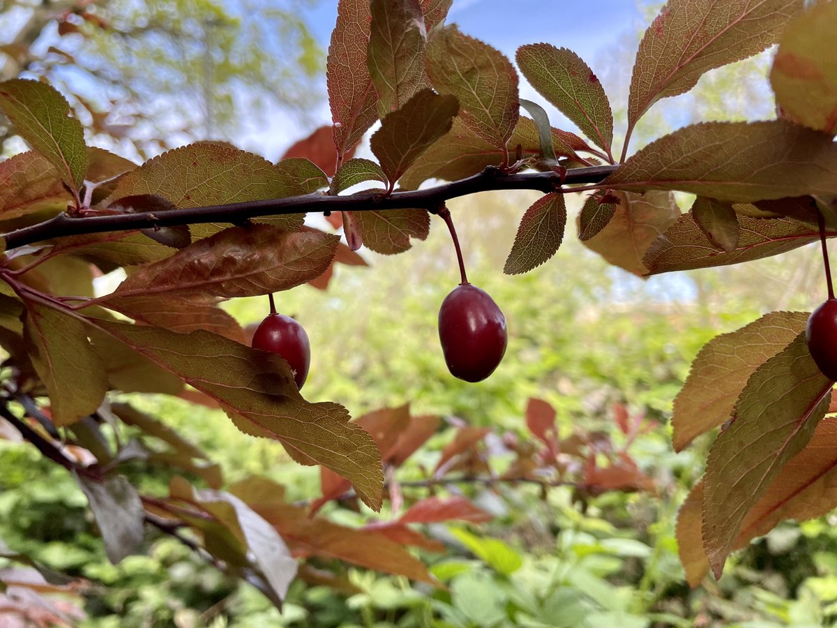 Cherry plum (Prunus cerasifera) in Streatham Woods @TootingCommon #Tooting #Balham #Streatham #springtime