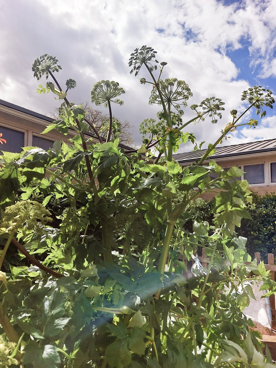 The angelica is magnificent!