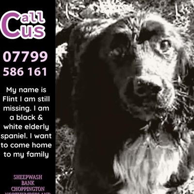 #NewProfilePic #SpanielHour Wednesdays 7-8pm This is FLINT HE WENT MISSING from SHEEPWASH BANK, #Choppington He escaped the garden of the #AnglersArms 27/2/24 Black #Sprocker with white blaze Missed very much by family @ChopsTogether @NewsBedlington @Morpeth_Herald