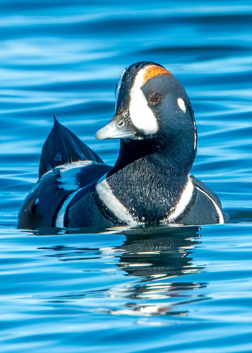 Harlequin Drake
Who can resist that face?