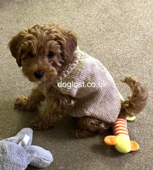 ARCHIE HOME SAFE. THANKS FOR RT's😊🐕🐾 

🆘14 APR 2024 #Lost ARCHIE #ScanMe
Ginger POODLE X MALTESE #PUPPY Male 
Sandy Lane off Northwich Road #Cranage #WA15
nr by: #M6 Motorway #Allostock #Byley #Cheshire doglost.co.uk/dog-blog.php?d…