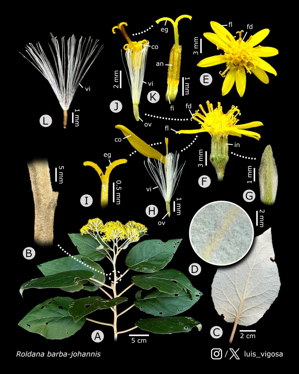 Roldana barba-johannis (Asteraceae) #botany #flowers #taxonomy #plants