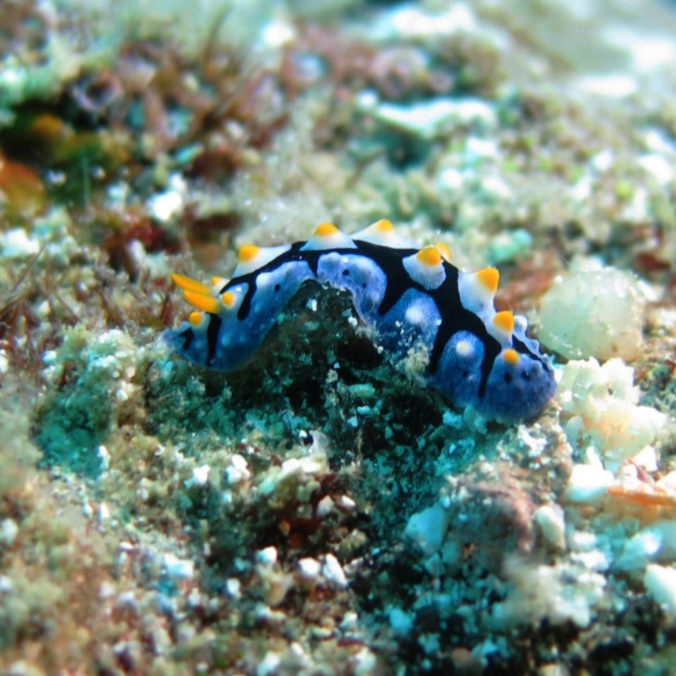 TROPIMUNDO's tweet photo. Let's take a minute of silence tonight or tomorrow, on Lorenzo Borella Memorial Day. Nine yrs ago @lorenzobore, a promising @TROPIMUNDO Student, was lost to the ocean. We remember him dearly.
Read more on: https://t.co/62CzTFH1bn

📷 Lorenzo Borella, Phyllidia varicosa, Redang 🇲🇾 https://t.co/swCDgYVFnu