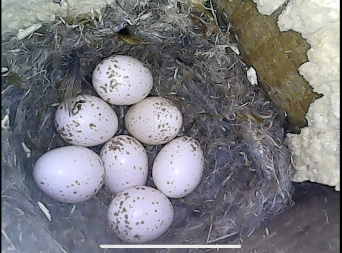 Eggs One nest in box and one in strapped log