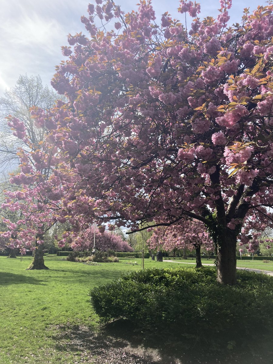 Fifteen years ago I was using this park a lot as I was trying to work what to do with a baby. I love this time of year when blossom hangs off the trees and the weather is getting warmer. Such happy memories. Apart from the ever inquisitive dogs that seemed to have no owners!