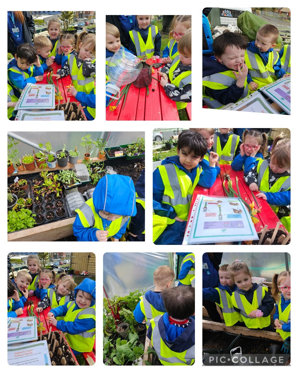 Suzieq1402's tweet photo. #fareplaynursery at @FARE_Scotland C Allotment.  Sowed sunflowers seeds we harvest frm last year. Fed the wormery, learned the life cycle of daffodils, tasted pea sprouts. Snail storytime. Mens group, sowed seeds , made kokedama forget me not. @RHSSchools @RHSSchools https://t.co/XwxQy8dudU