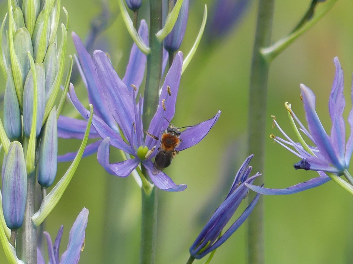 I’m not spending as much time as I should be , so tentatively suggesting this is Grey - patched Mining Bee , looking like it was going to settle in to my Camassias this evening