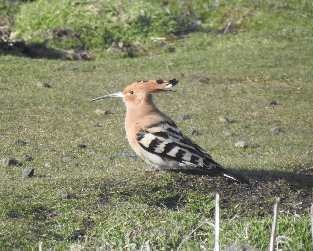 The magnificent Hoopoe is present for its eighth day on the Isle of May today. It’s very settled.