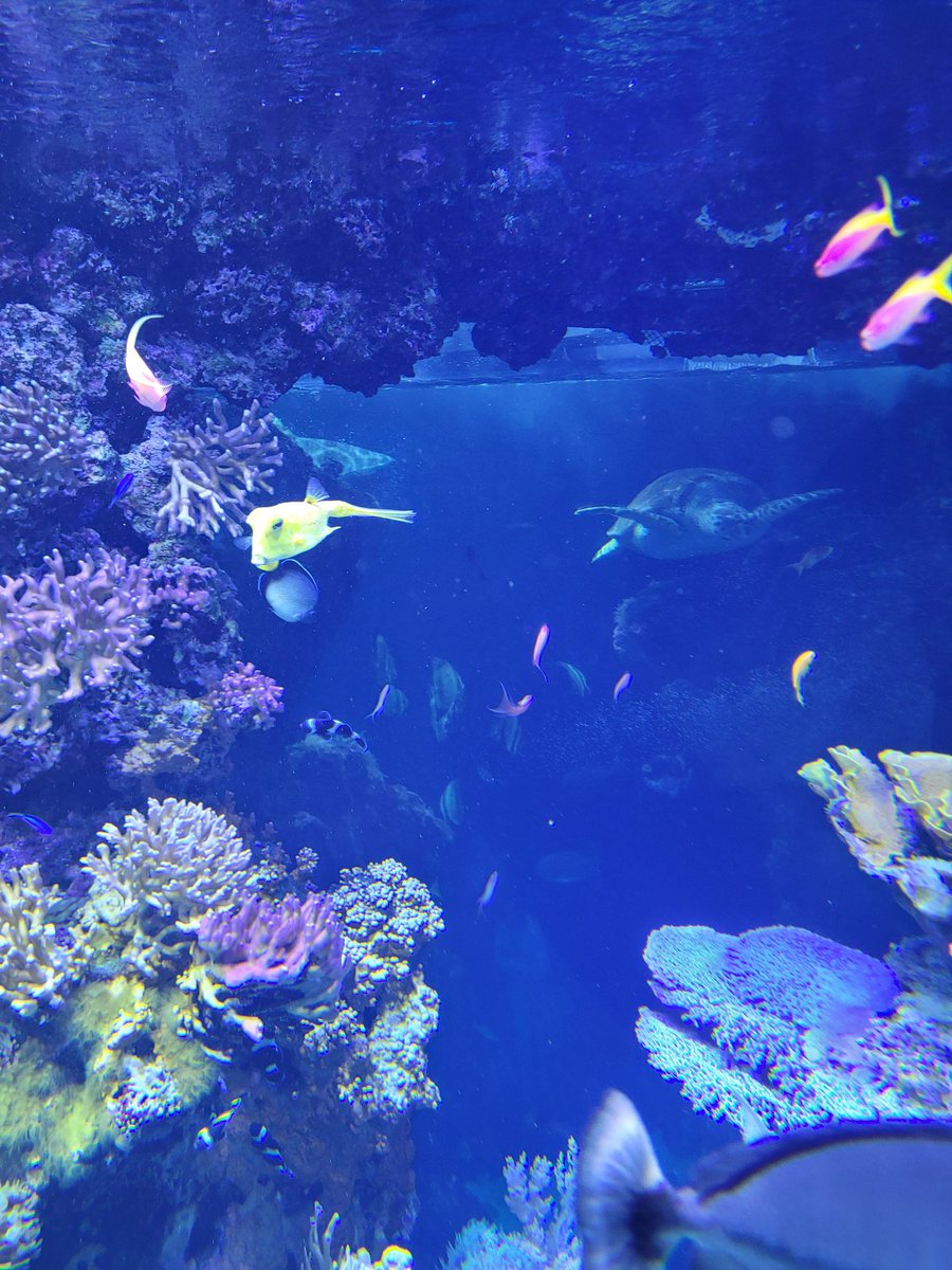 CatherineNLove's tweet photo. @MonacoTrip @DownendschNews Amazing musée oceanographique. Nemo well and truly found. https://t.co/5UaWxJFjpR