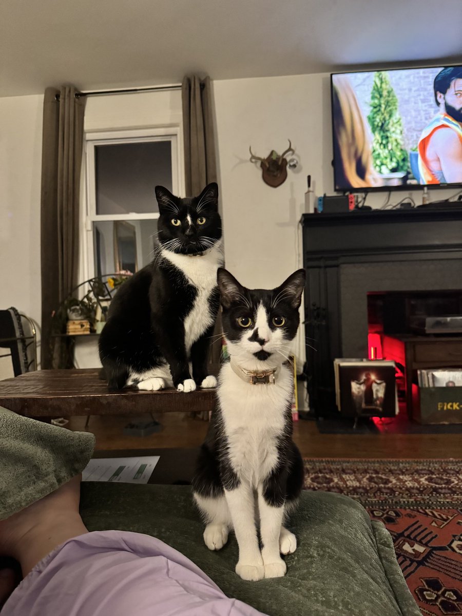 JVokes_'s tweet photo. My cats are your cats in another additional font https://t.co/rhwR6fR80c
