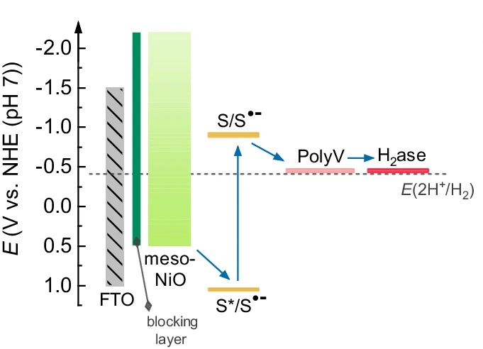 Hydrogenase enhances the performance of photocathodes in electrochemical water splitting (Plumere, Berggren, Tian et al. in @NatureComms) 🌞⚡💦 doi.org/10.1038/s41467…