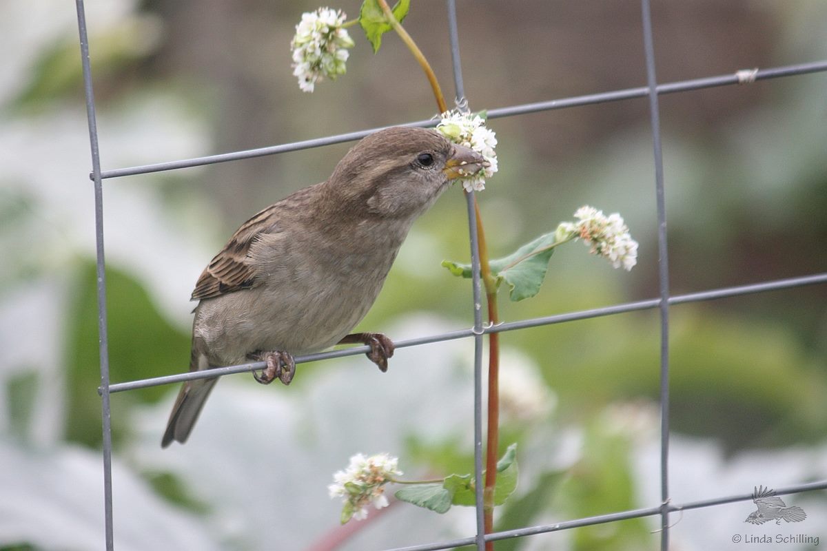 Kleiner #Spatz freut sich über essbare Blüten auf dem #TempelhoferFeld. #THFbleibt #Artenvielfalt #Stadtnatur #biodiversity #Sperling