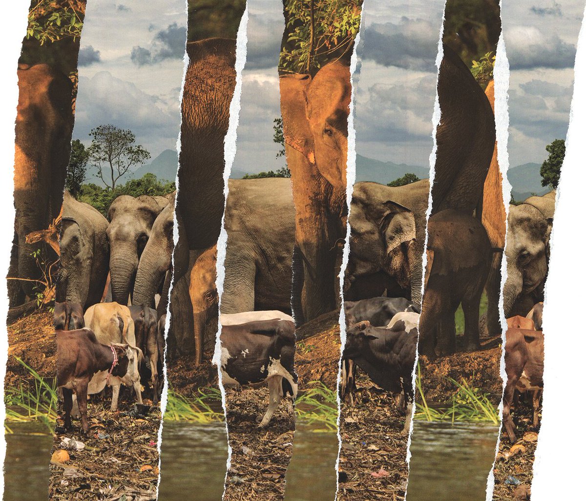 Herbivorepr's tweet image. Here's the art I made last April + May, including a collab piece with Sharon Mackey!

Are you a psychedelic manatee?

See More: curtisbergesen.com

@Collage_World ✂️

#collageart #manatee #lavaca #loveintime #rippedpaper #denver