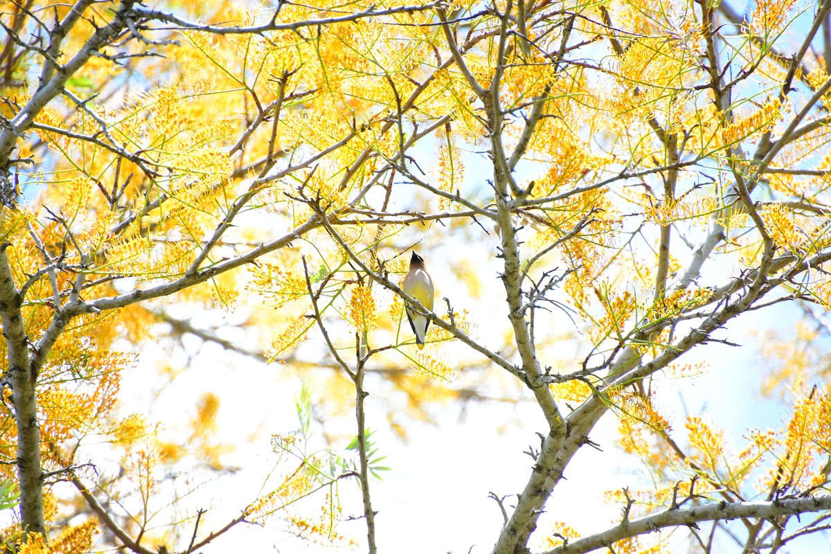 Some photos from yesterday... starting with this Cedar Waxwing in a Silk Oak Tree: 

'Cathedral'