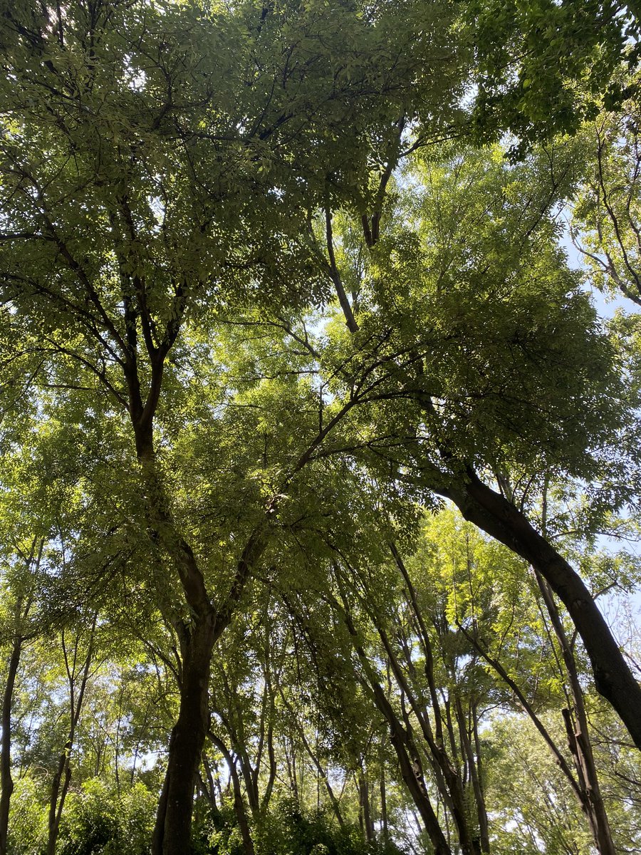 Danicsotelo's tweet photo. Verdes, cielo y yo.🍃 https://t.co/Qw7HJmEjdL