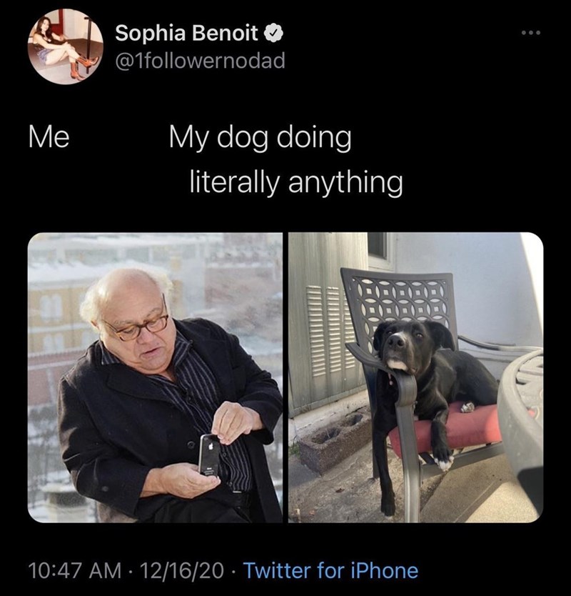 DogMomNews's tweet photo. Absolutely! 🤣 https://t.co/5Tod49crr6