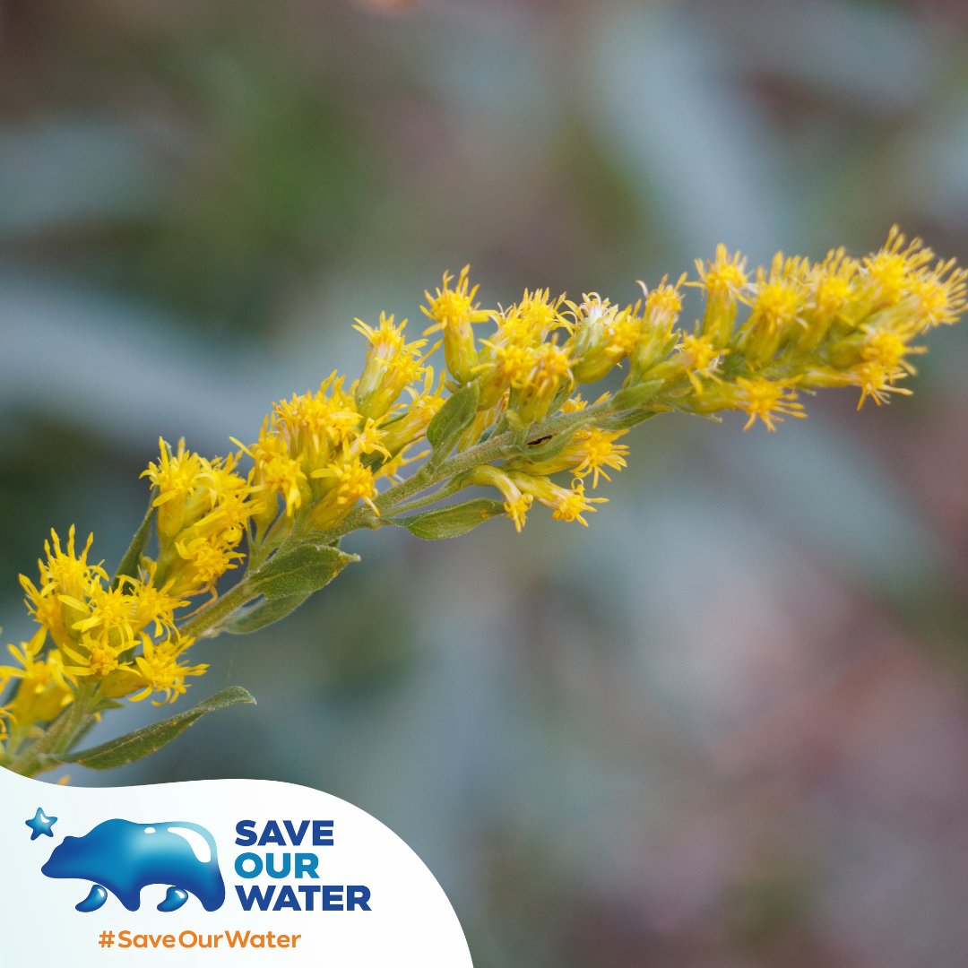 Considering adding plants to your water-wise landscape? If you're in Santa Cruz county, these plants are native to your region:
🌱 Bush Monkey Flower (Diplacus aurantiacus)
🌱 Chaparral Clematis (Clematis lasiantha)
🌱 California Goldenrod (Solidago velutina ssp. californica)