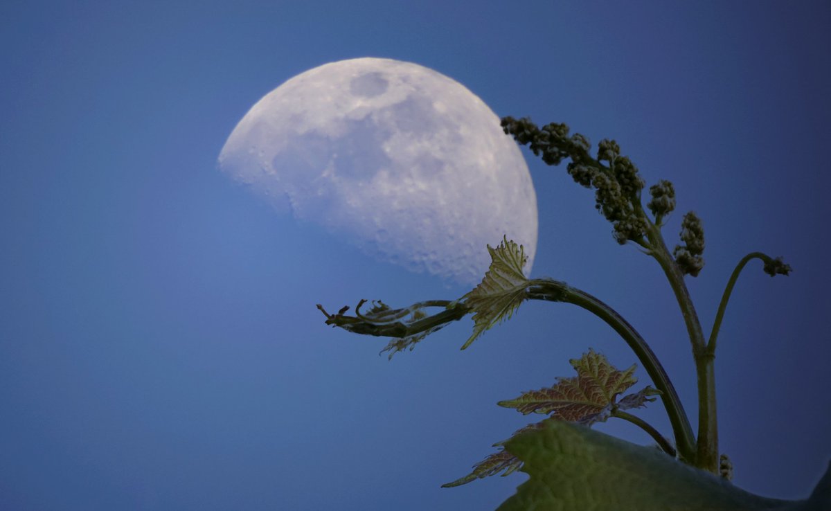 El influjo de la luna...
.
.
#buonaserata #foto #luna #moonlight #sky  #lunadeabril #moon #buenastardes #blue #fotografia  #goodafternoon #instagram #photography  #instamoon #artphoto  #photo #lunacreciente #soledad #crescentmoon #moonmagic  #moonlovers 
#parra #vid #green #verde