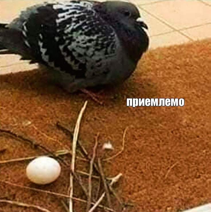 LLUnnaya's tweet photo. У нас на балконе почти случилась ситуация из этого мема.
�� успела загородить угол, в котором голуби намеревались "свить" (без кавычек никак) своё чудо-гнездо ещё до того, как они заселили туда голубиху и яйцо. Но с гнезда успела наораться. https://t.co/V7iRu7kUQ0
