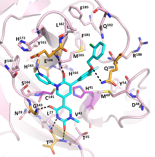 William L. Jorgensen (@jorgensenwl) on Twitter photo Preclinical studies are reported for our SARS-CoV-2 main protease inhibitor #Mpro61 showing excellent efficacy in mice, no CYP inhibition, and synergy with #molnupiravir.
pnas.org/doi/epdf/10.10… Preclinical studies are reported for our SARS-CoV-2 main protease inhibitor #Mpro61 showing excellent efficacy in mice, no CYP inhibition, and synergy with #molnupiravir.
pnas.org/doi/epdf/10.10…