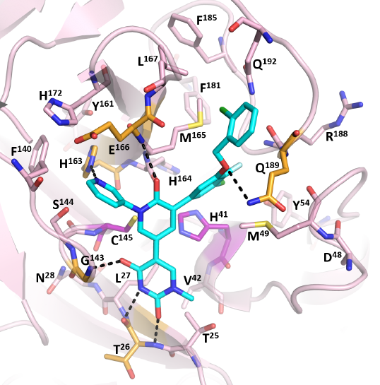 Preclinical studies are reported for our SARS-CoV-2 main protease inhibitor #Mpro61 showing excellent efficacy in mice, no CYP inhibition, and synergy with #molnupiravir. pnas.org/doi/epdf/10.10…