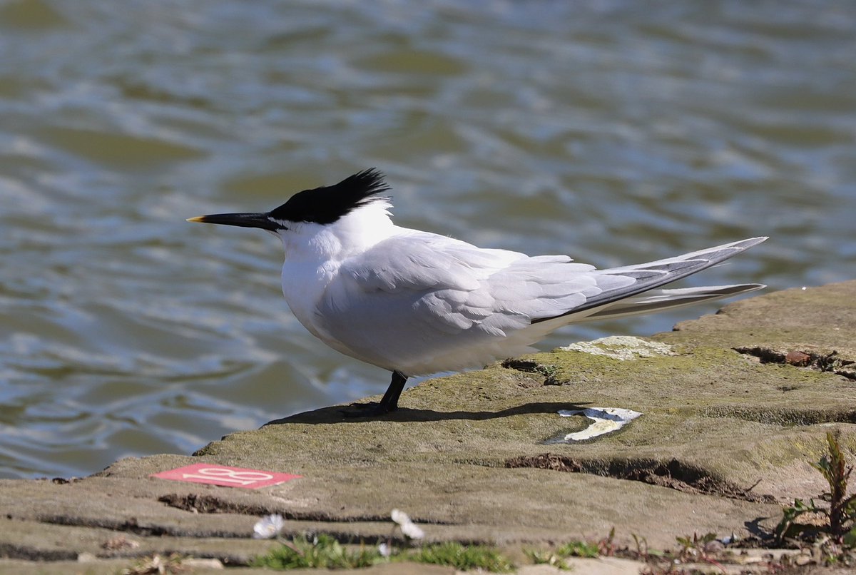 Fantastic to see my first Sandwich Tern at Fairlands Valley Park today flying, fishing and snoozing. A beautiful bird. Great to see @Hertsbirder @fairlandsbirds #hertsbirds @HMWTBadger @Natures_Voice