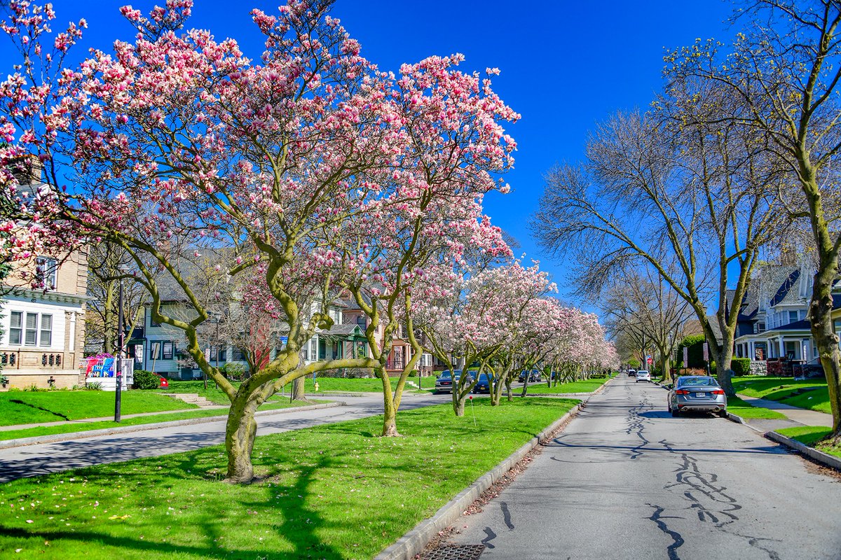 Rochester  in bloom. What an absolutely perfect morning today. The Magnolias on  Oxford Street are coming along nicely and Park Avenue, East Avenue,  Eastman House, etc. are looking beautiful as well.