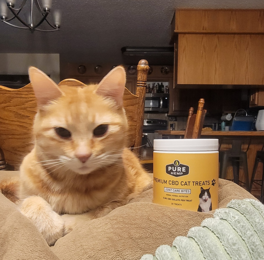 Discover the purr-fect treat for your favorite feline at Pure Hemp Shop!

#PureHempShop #wellness #cattreats #catlife #enjoylife #purebliss #relax 

l8r.it/9v67