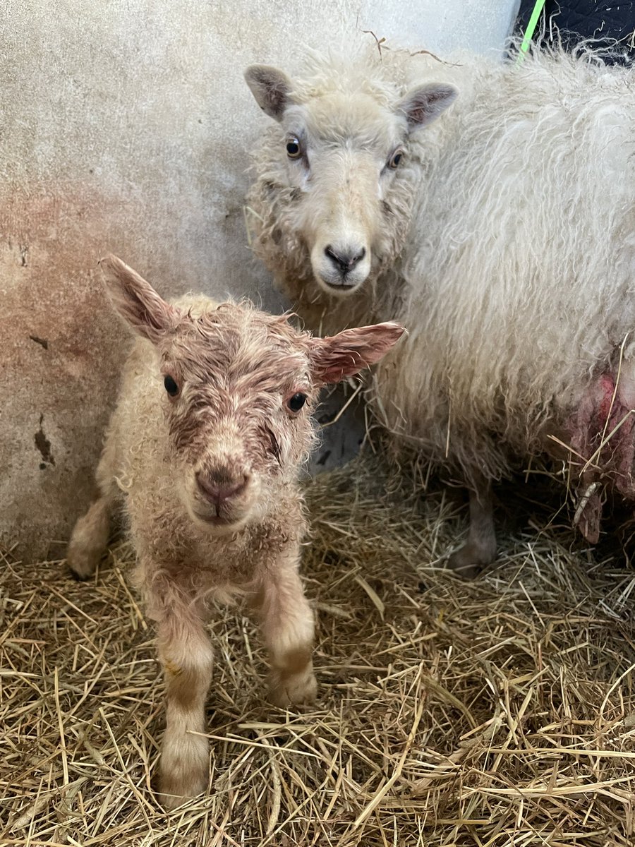 Looking for name suggestions for the mahoosive side door exiting whomper boy lamb please 🥰 🐑