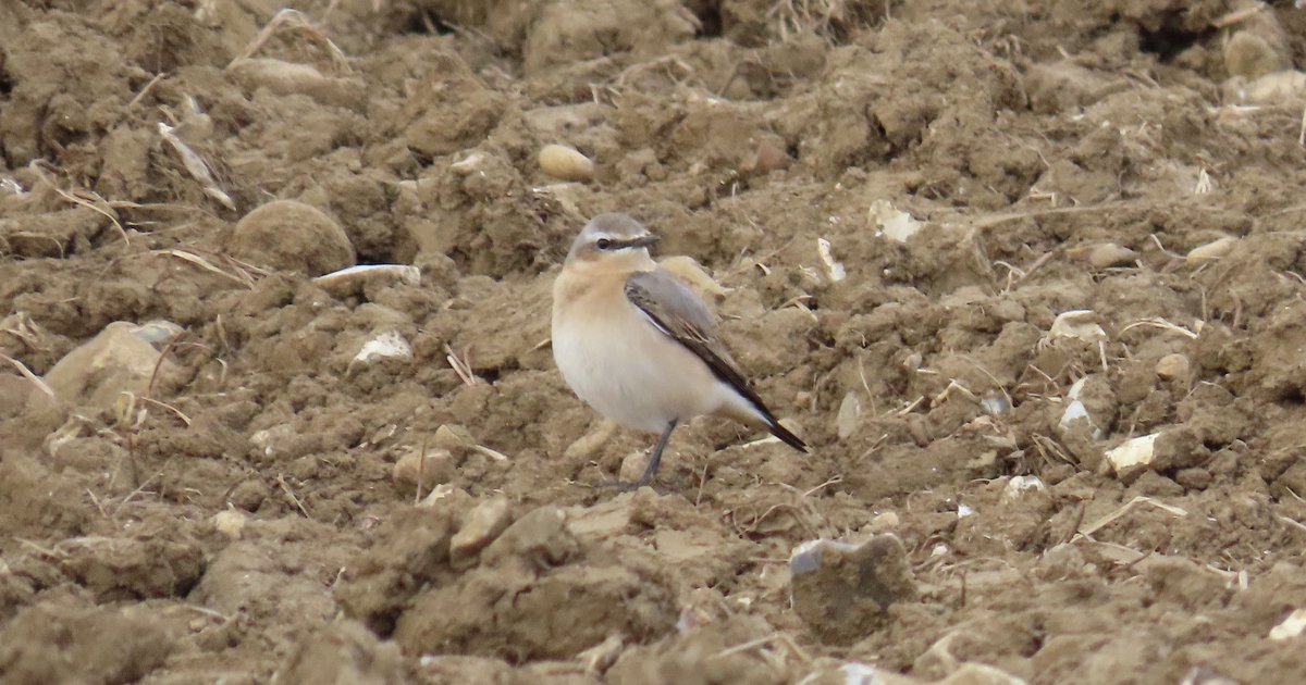 Canons Farm, Surrey: a minimum of 13 Wheatears this afternoon, all but three moved on by 17.30hrs. Only two females, no Greenland candidates @SurreyBirdNews