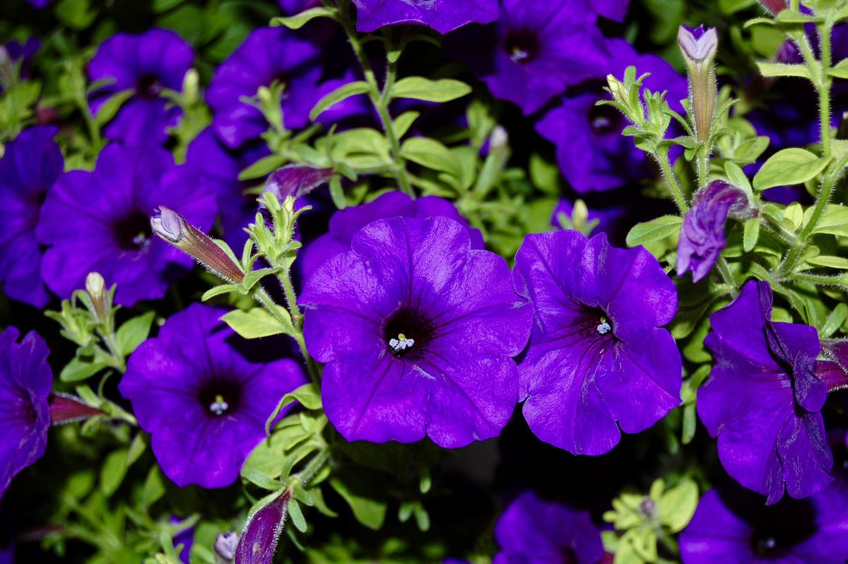 @VijayEllaurie Petunias Purple