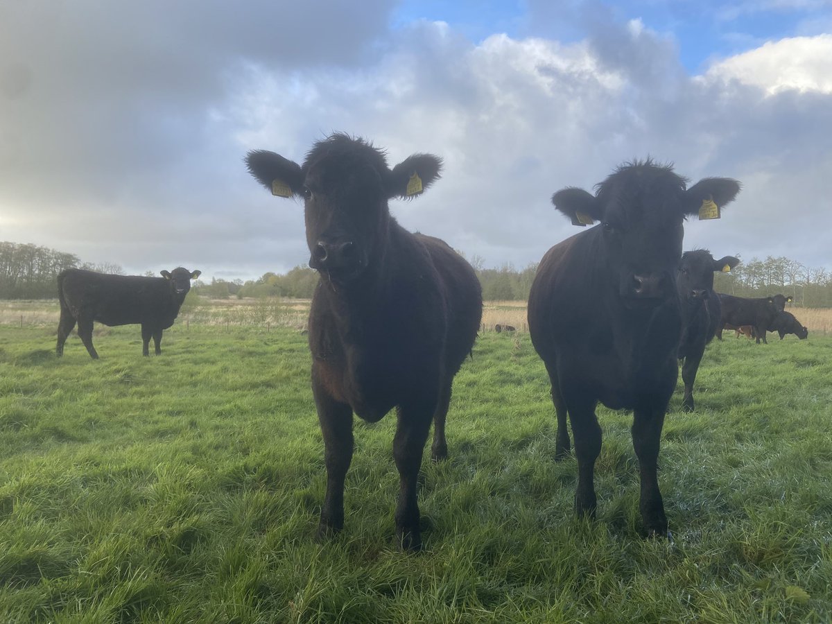 Rain eased. Went for a walk. Made some friends.