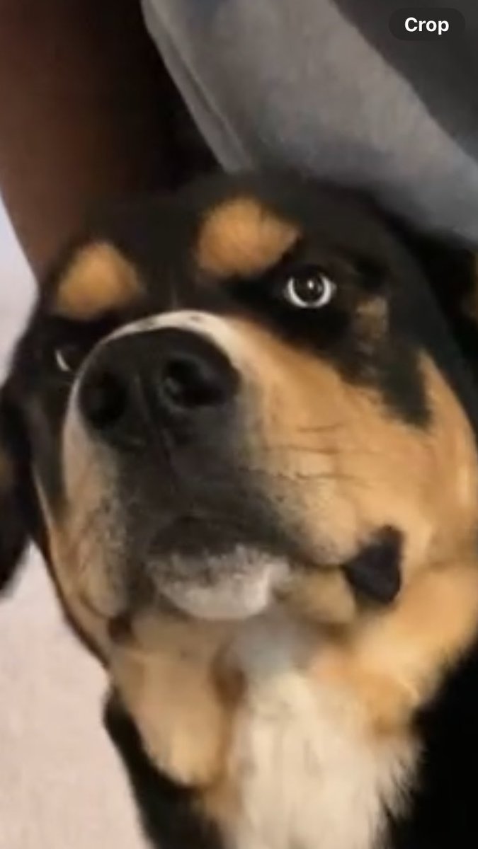 justcall_fonso's tweet photo. Somebody make my dog into a meme #viral #meme #explore #search #mydoggy https://t.co/YkcA80IOUs
