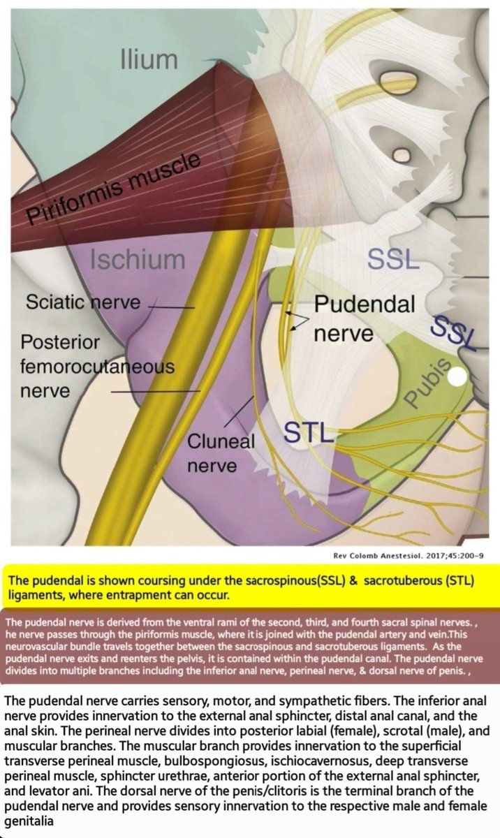 The pudendal nerve carries sensory, motor, and sympathetic fibers. The pudendal nerve is derived from the ventral rami of the S2,S3 & S4.The nerve passes through the piriformis muscle, where it is joined with the pudendal artery & vein... aneskey.com/pudendal-neura…