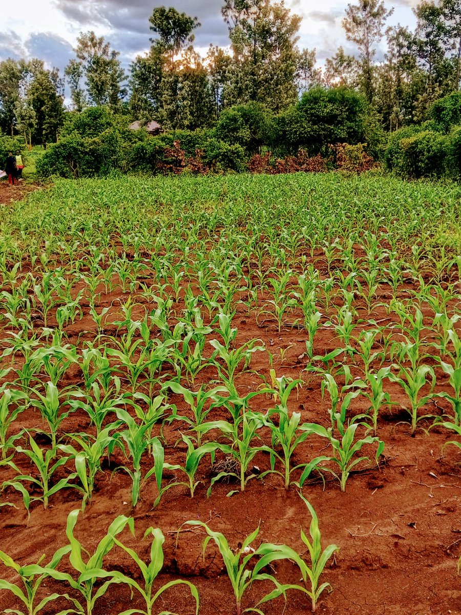 24 days later.

The farmer is Sipping Chai in street of Turkyie 🇹🇷 watch the maize 🌽 grow.

#LetsGrowTogether