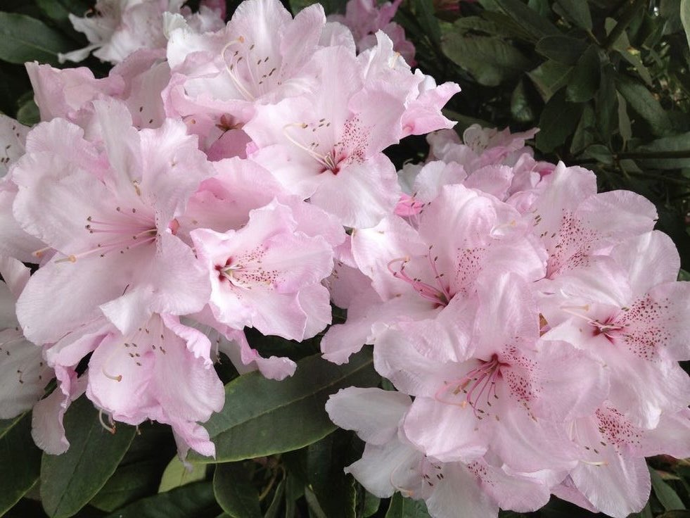 heartipink's tweet photo. for my flower people https://t.co/HwPEj7lziT
