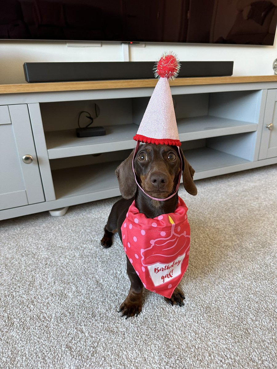 abie_wheeler's tweet photo. You can’t help but smile at a Miniature Dachshund in a party outfit… 

My girlie is 1 🎉 #miniaturedachshund #birthdaypup https://t.co/JhkwZhonMX