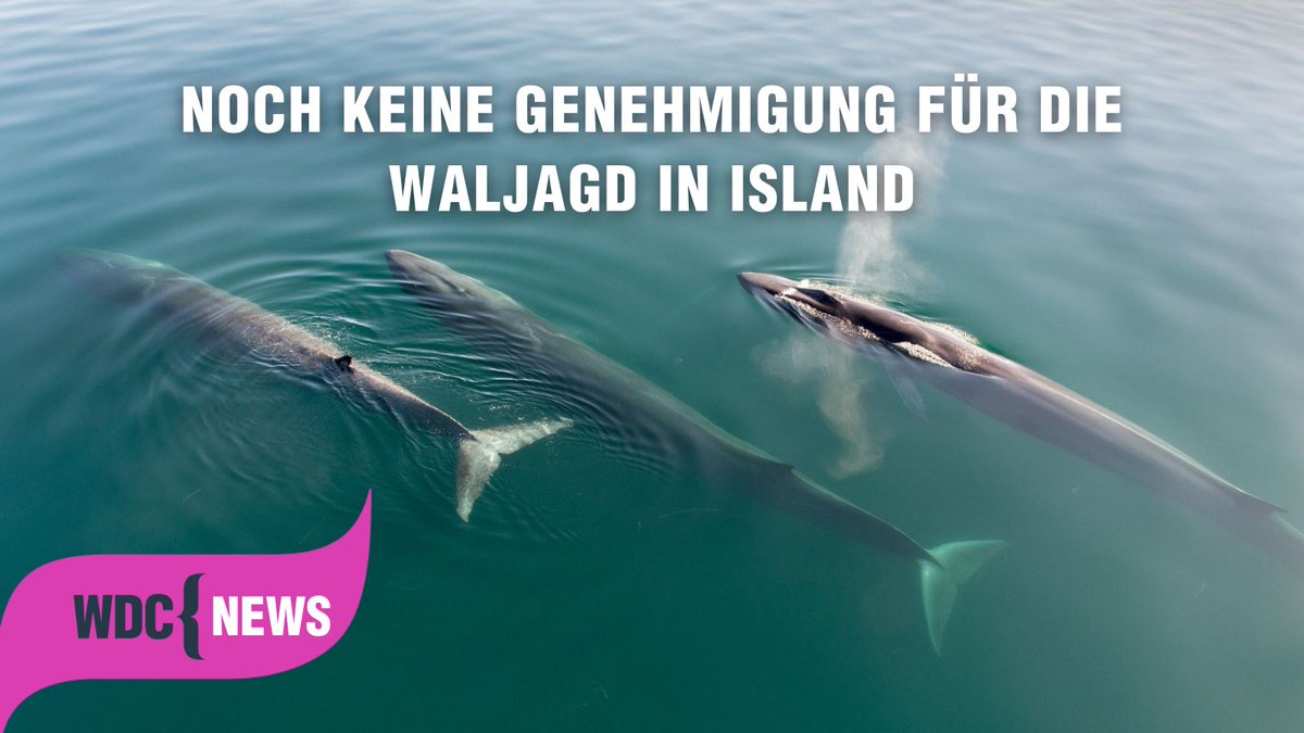 Kein #Walfang in #Island diesen Sommer? 🐳🙏 Der Geschäftsführer des einzigen Walfangunternehmens des Landes verkündete, dass seine Schiffe in diesem Jahr vermutlich nicht ablegen werden, um #Wale zu töten. Mehr in unserer News 👉 de.whales.org/2024/04/16/noc… 📷 Christopher Swann