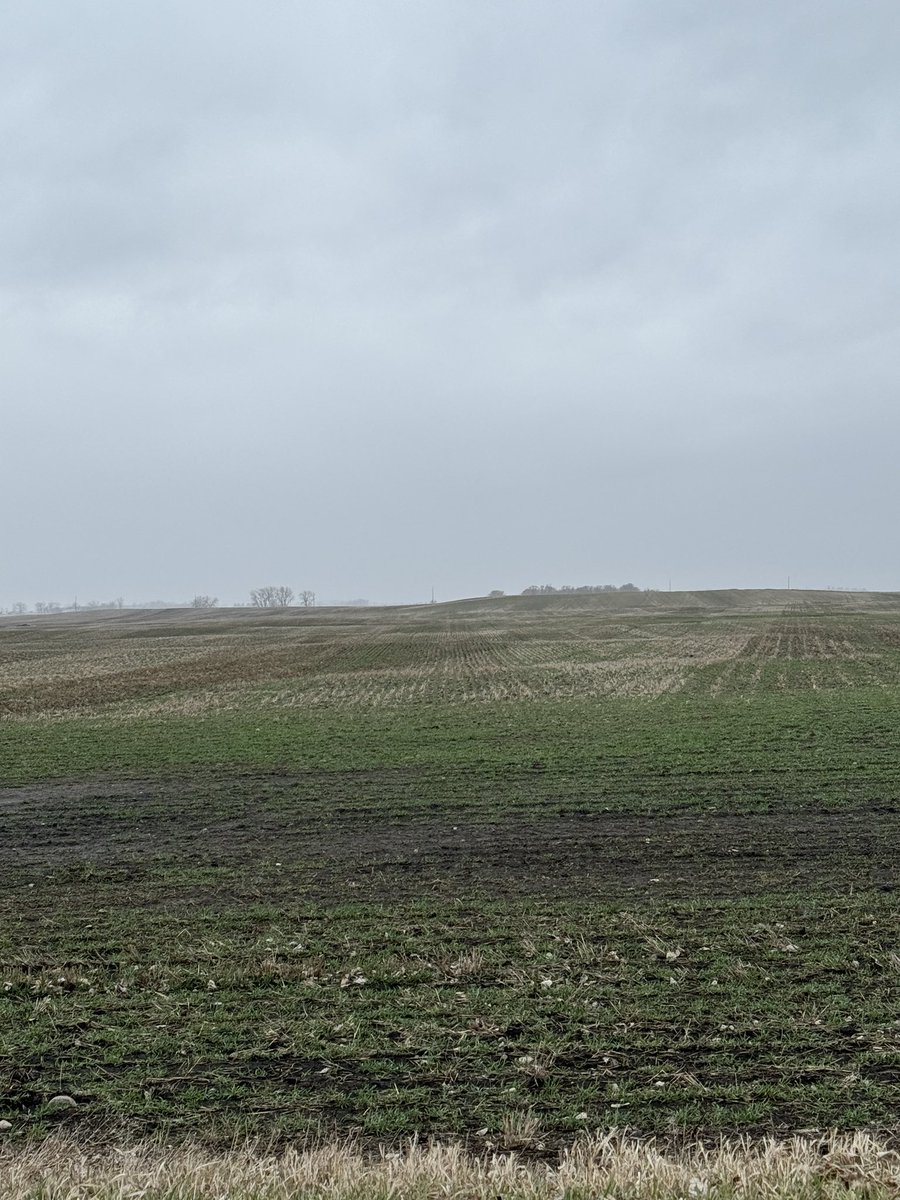 Qshizzle97's tweet photo. #corn going into #winterrye what are the do’s and don’ts? Last time we desiccated 2 days after planting and worked great. Any info appreciated! https://t.co/NXPgiPKC1l