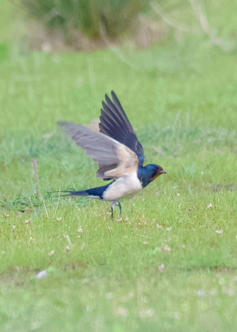 Barn swallow - Hirundo rustica - Kır kırlangıcı 

#birdphotography #birdwatching #BirdsSeenIn2024 #BirdsOfX #nature撮影会 #naturelovers #birding #gardenphotography #NaturePhotography #naturetherapy #Sigmaライバー #wildlifephotography #nikonphotography #nikonz6ii #hangitür