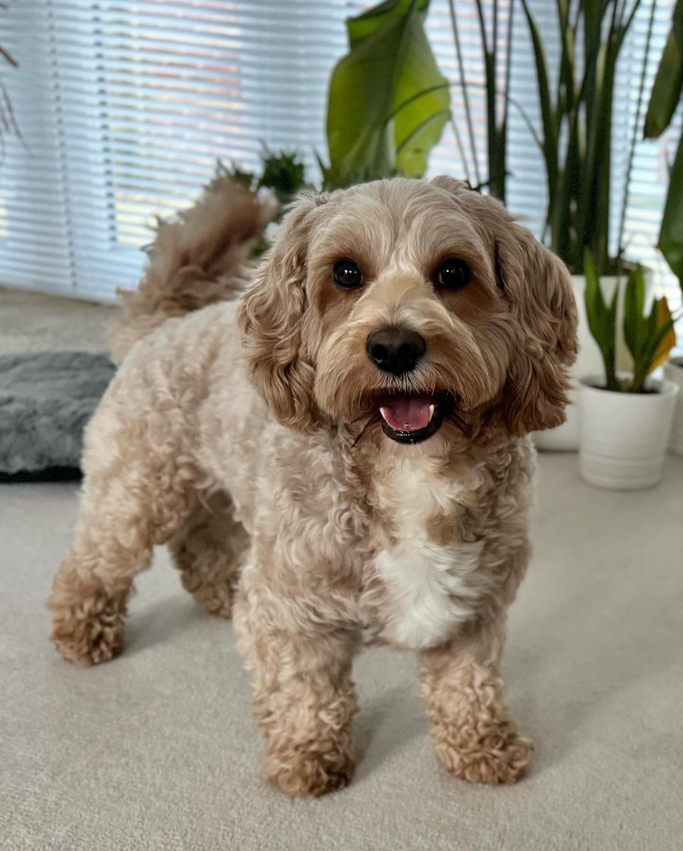WaggyBoops's tweet photo. Cavapoochon cuteness level: off the charts! Meet our new friend, Cookie, and prepare to be overwhelmed with adorable vibes 🐶😍 

#waggyboops #cutedog #dogwalking #dogdaycare #doghomeboarding #cavapoochoncuteness #overwhelminglyadorable #cavapoochoncutie #fluffyfurriend https://t.co/V0hH2oQV6p