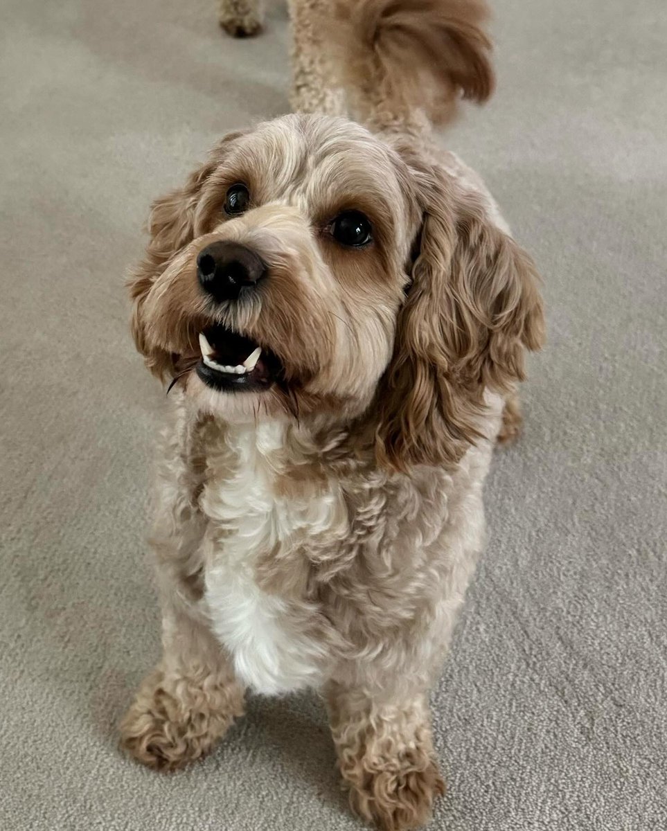 WaggyBoops's tweet photo. Cavapoochon cuteness level: off the charts! Meet our new friend, Cookie, and prepare to be overwhelmed with adorable vibes 🐶😍 

#waggyboops #cutedog #dogwalking #dogdaycare #doghomeboarding #cavapoochoncuteness #overwhelminglyadorable #cavapoochoncutie #fluffyfurriend https://t.co/V0hH2oQV6p