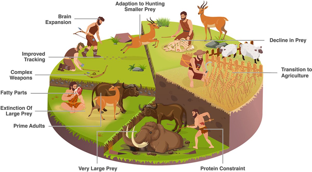 Hunting preferences affected Pleistocene megafaunal extinctions and human evolution @BrianaPobiner
@theAliceRoberts
#evolutionsoup #evolution #paleontology #paleoanthropology #science 
👉🏿👉🏼is.gd/iPEmpB