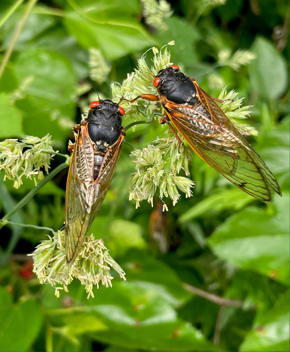 GAFollowers's tweet photo. Very soon trillions of cicadas will ascent from the dirt for the first time since 2011, mainly in North Georgia. https://t.co/nEAYCJ4LMD