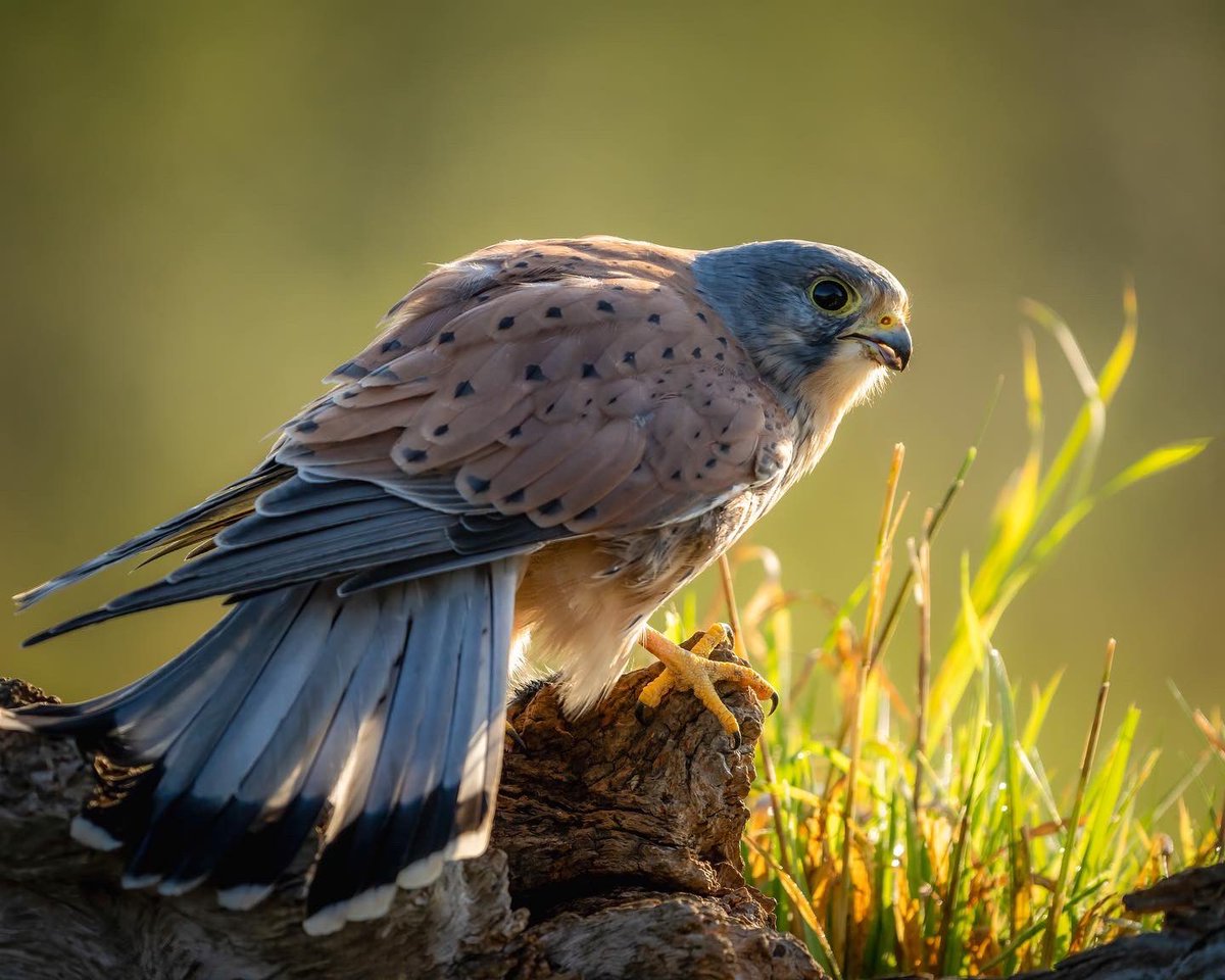 Early morning light with Daddy Kez 🦅 ✨✨✨✨ #wildlifephotography #wildlife #TwitterNaturePhotography #nature #birdsofprey #BirdsOfX #birds