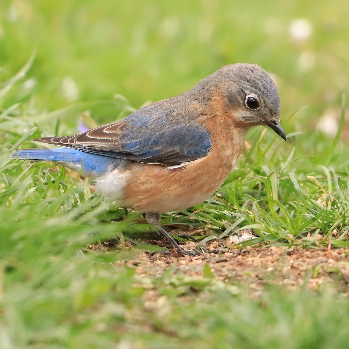 This female bluebird is on the hunt for a tasty morsel!
#femalebluebirds #femalebluebird #bluebirds #bluebird #birdlife #tastymorsels #tastymorsel #morsels #morsel #tasty #ohiobirdworld #ohiobirdlovers #birdlovers #birdwatching #birdwatchers #birdwatchersdaily #birdwatcher