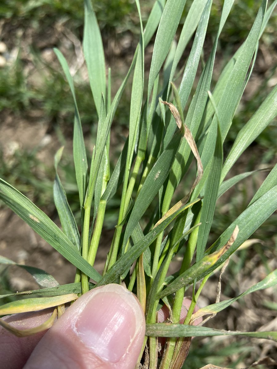 Powdery Mildew making an appearance in local wheat fields. Possibly a bad year for it with the mild winter we had. Wheat also coming into Growth stage 30-31. Time to tee up the 3 M’s!!! #Moddus #MiravisNeo #Megafol @syngentacanada