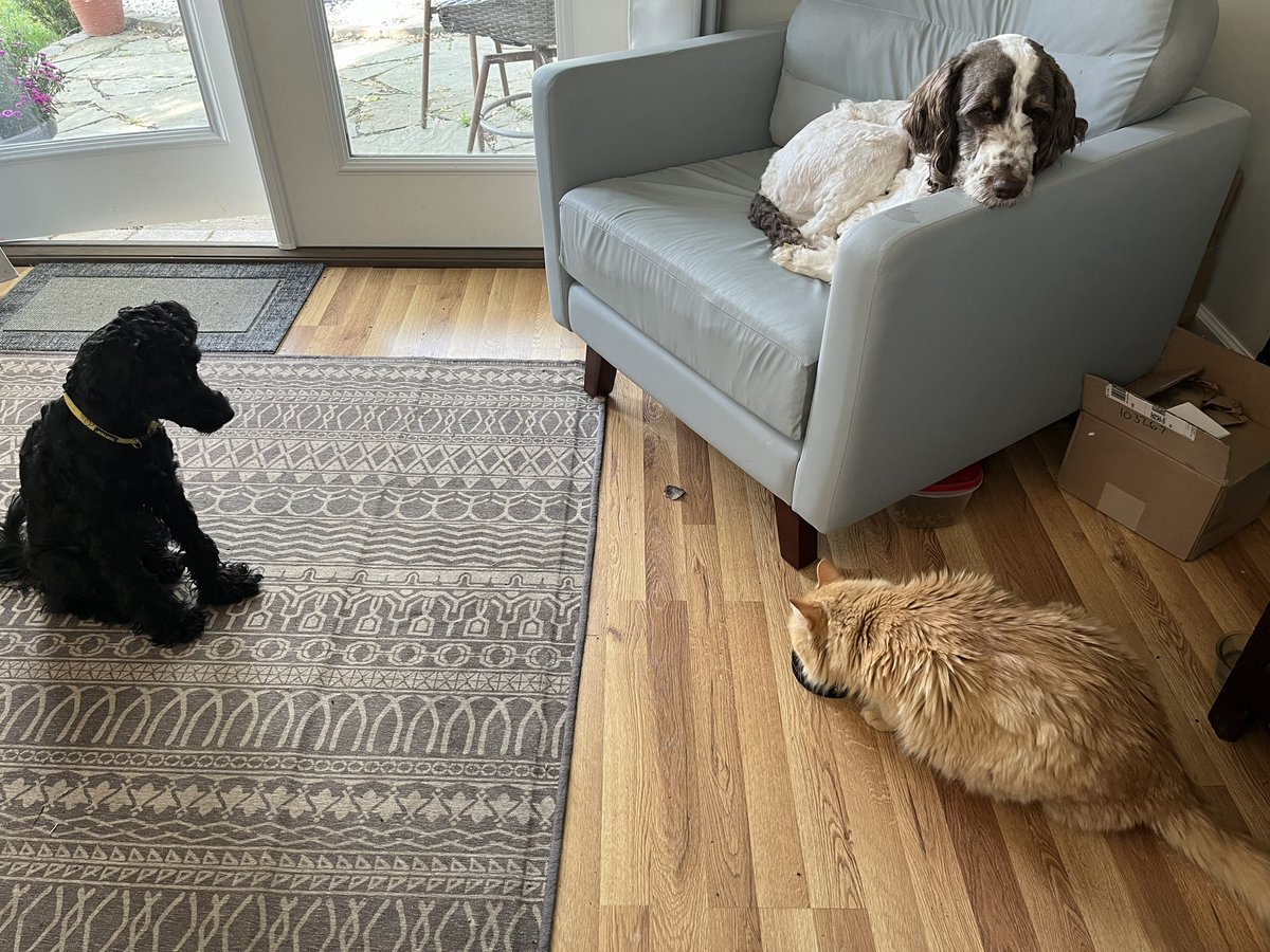 jimharshaw's tweet image. My officemates today…

Let’s see your pets at work pics.

#Pets #PetsAtWork