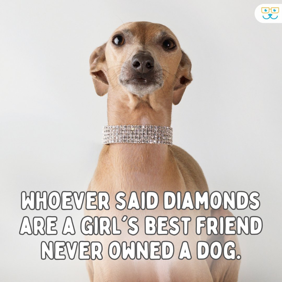 You can't cuddle with diamonds, can you? ❤️🐶 #vieravet #GirlsBestFriend #DogLove #DogMemes
